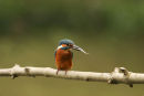 06-6913 Kingfisher (Alcedo atthis) with Fish